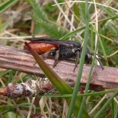 Sphecodes albilabris