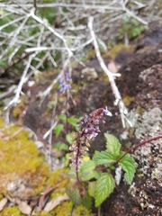 Coleus nitidus