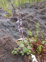 Coleus nitidus
