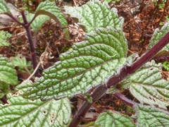 Coleus nitidus
