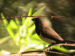 Lonchura leucogastroides