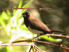 Lonchura leucogastroides