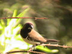 Lonchura leucogastroides