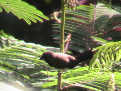 Lonchura leucogastroides