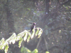 Lonchura leucogastroides