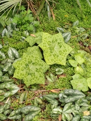 Podophyllum
