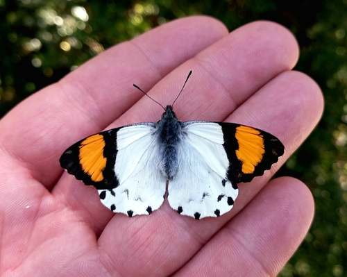 Eroessa chiliensis (Guérin-Méneville, 1830)