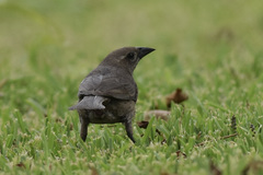 Molothrus bonariensis