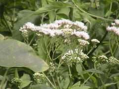 Austroeupatorium inulifolium