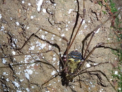 Serracutisoma inerme