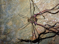 Serracutisoma inerme