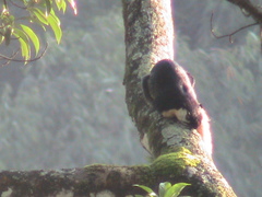 Ratufa bicolor