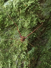 Serracutisoma inerme