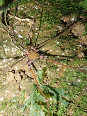 Serracutisoma inerme