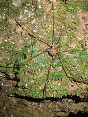 Serracutisoma inerme