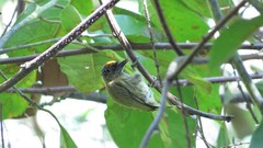 Picumnus olivaceus