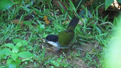 Arremon atricapillus