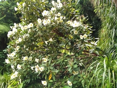 Rhododendron excellens