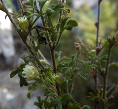 Xanthosia stellata