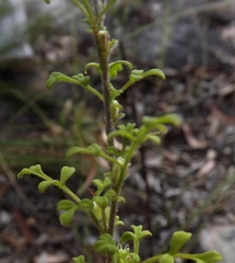 Xanthosia stellata