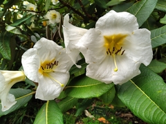 Rhododendron excellens