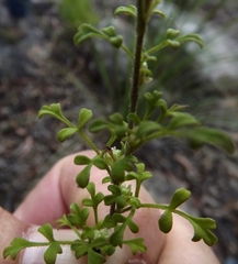 Xanthosia stellata