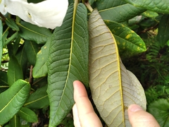 Rhododendron excellens
