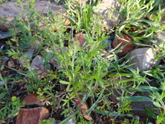 Lepidium oxytrichum
