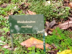 Rhododendron excellens