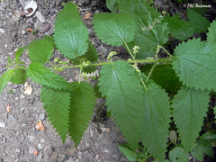 Urtica magellanica