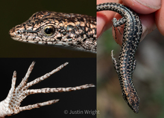 Cryptoblepharus metallicus