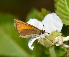 Ancyloxypha nitedula