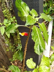 Impatiens niamniamensis