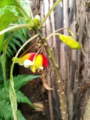 Impatiens niamniamensis