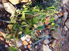Sida fibulifera