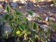 Sida fibulifera