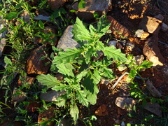 Dysphania melanocarpa