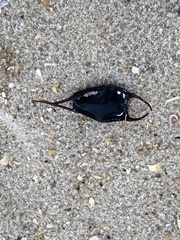 Leucoraja erinaceus