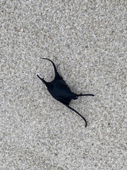 Leucoraja erinaceus