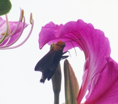 Proteides mercurius jamaicensis