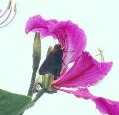 Proteides mercurius jamaicensis