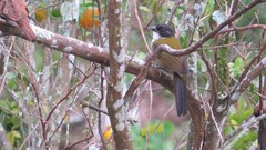 Arremon atricapillus