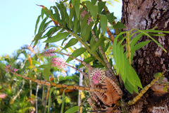 Dendrobium smillieae