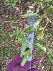 Ceanothus velutinus velutinus