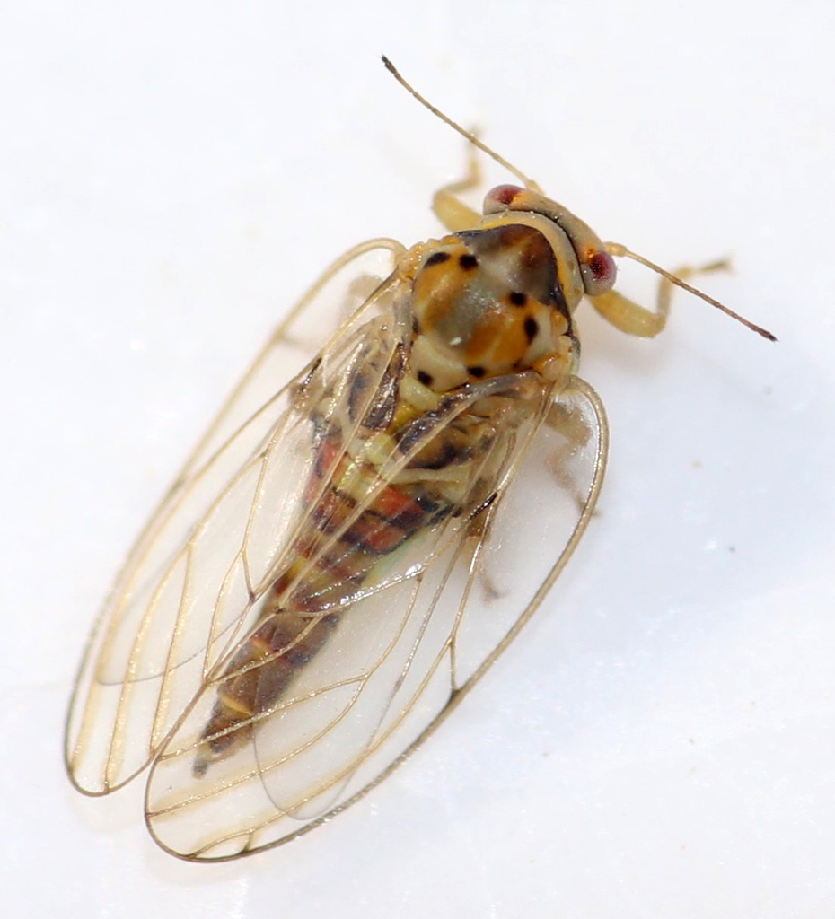 Tetragonocephala flava