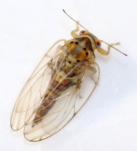 Tetragonocephala flava
