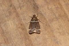 Eudonia leucogramma