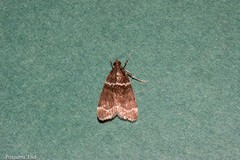 Eudonia leucogramma