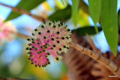 Dendrobium smillieae