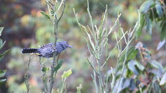 Thamnophilus multistriatus